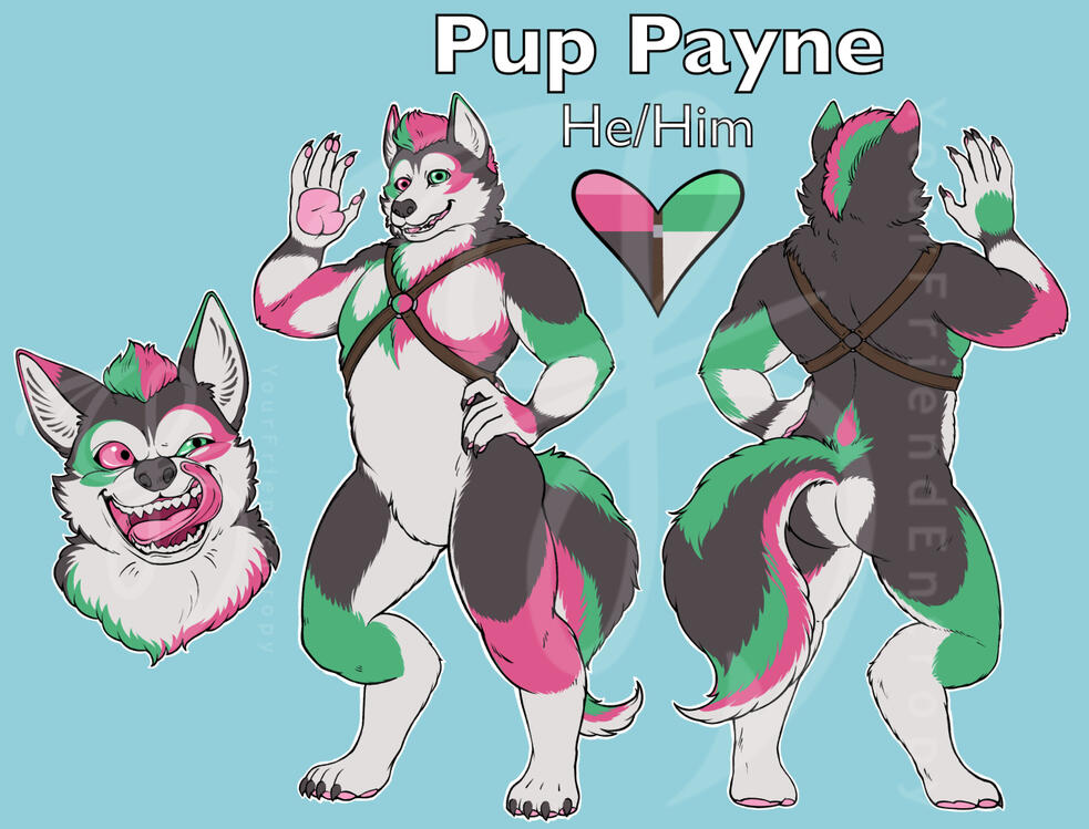 A digital reference sheet of an anthro husky that shows a front/back turnaround and a face.